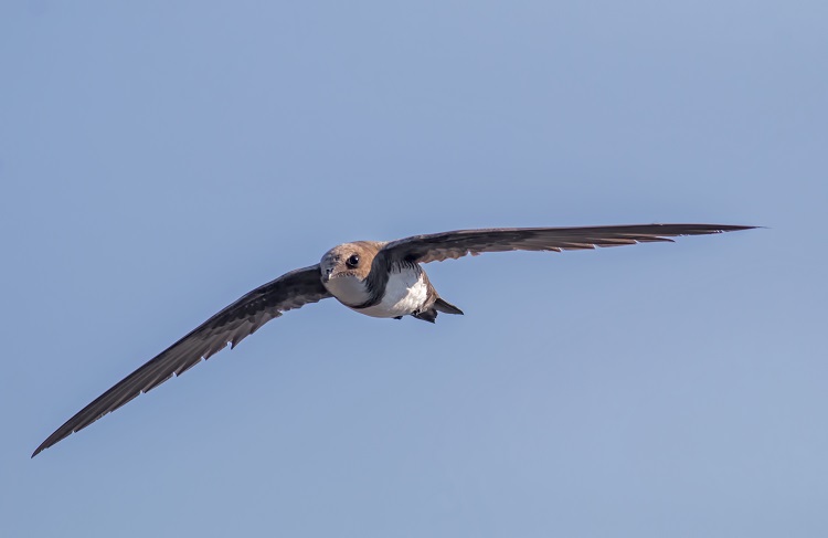 alpine swift in flight